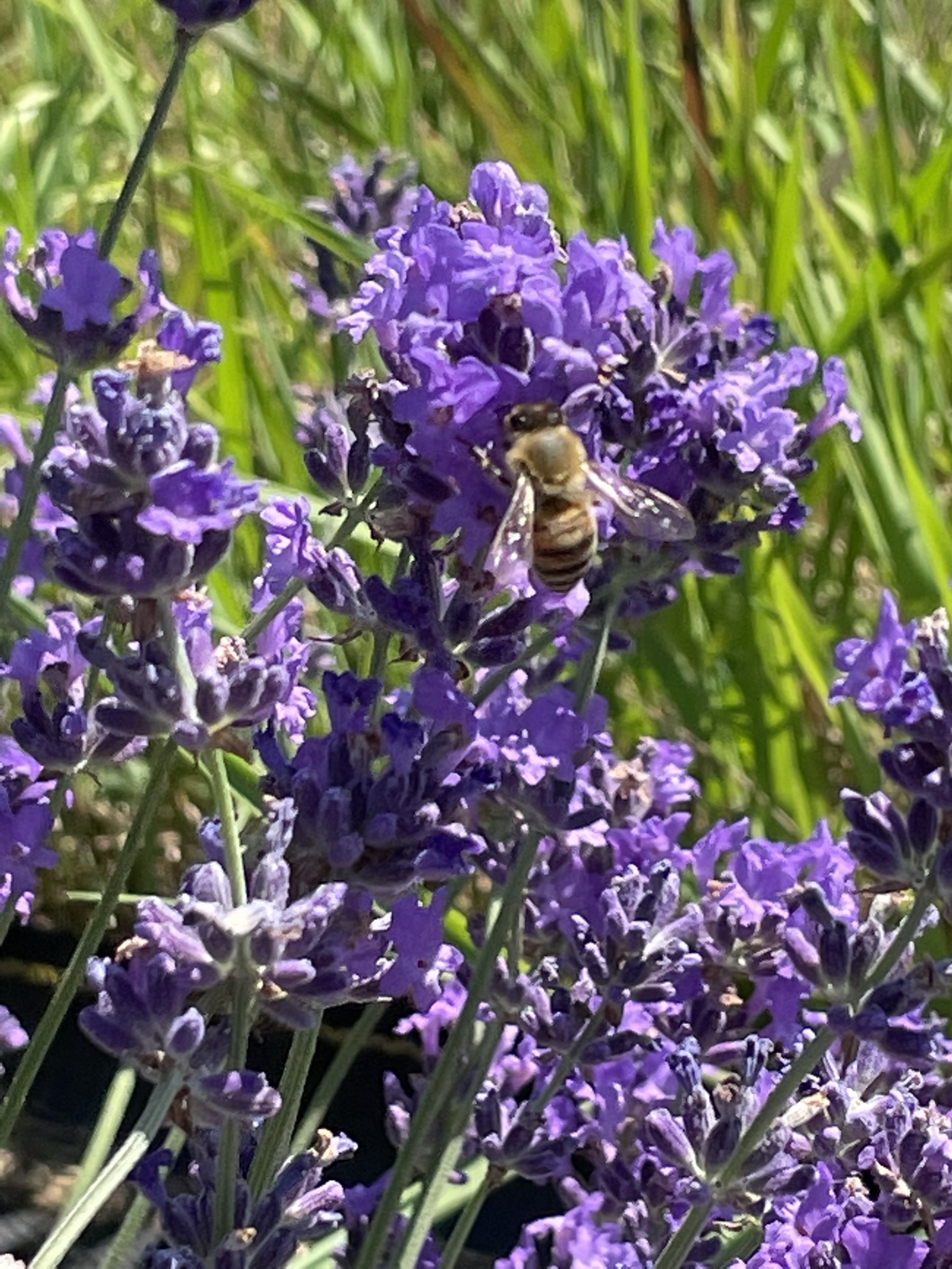Honey bee on lavender