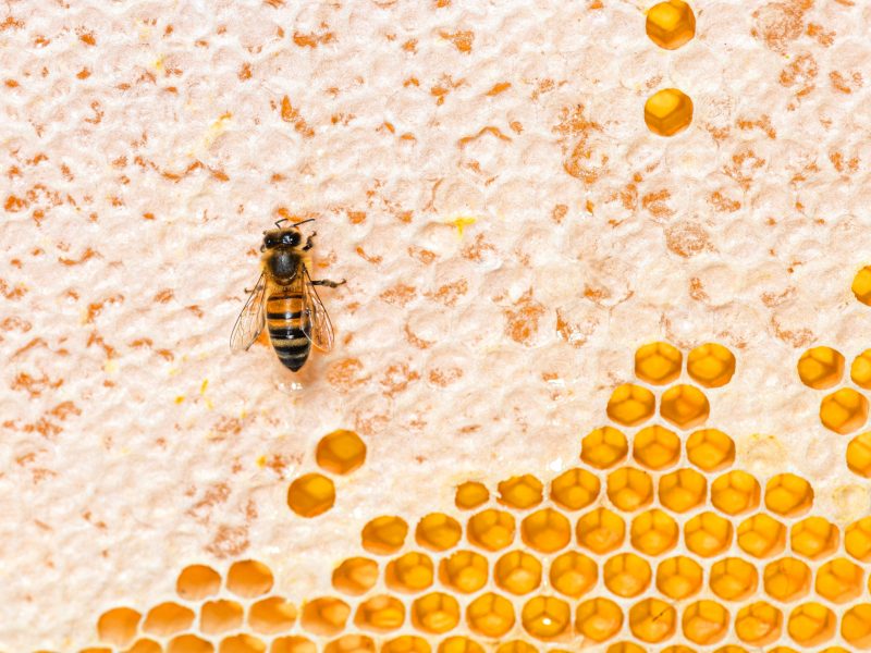 Honey bee on honey frame