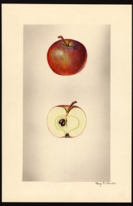 Hewe's Crabapple