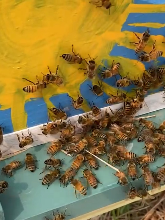 Bess landing at hive