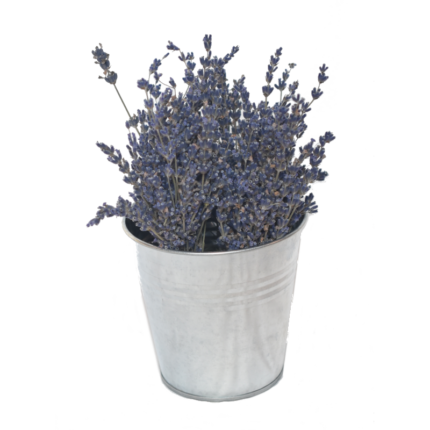 Lavender pail