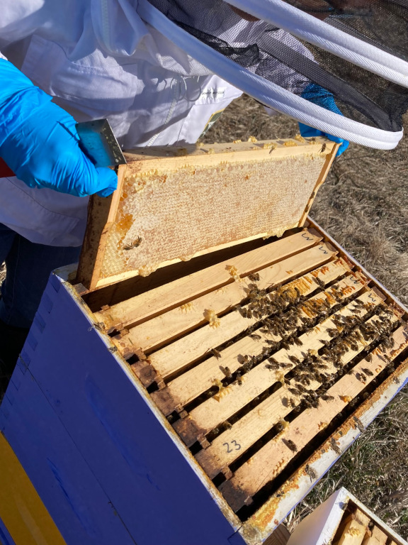 Honey frame at hive