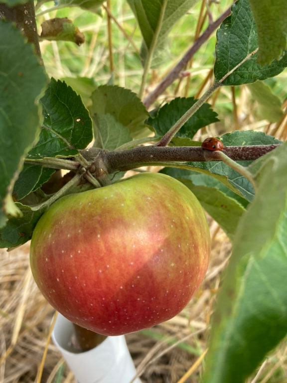Apple on tree