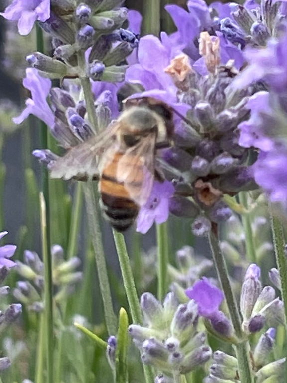 Bee on blooming lavender