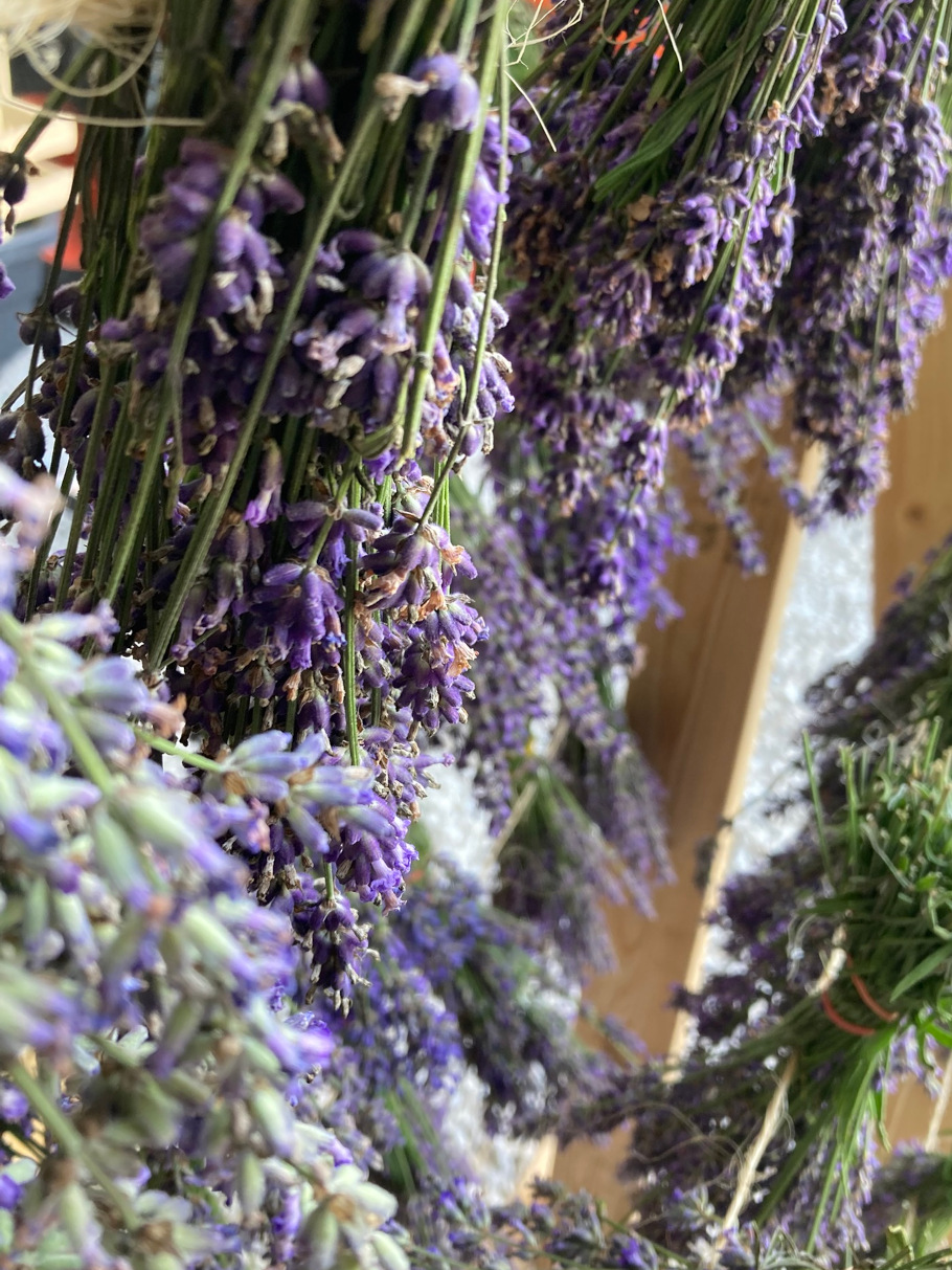 Lavender hung to dry