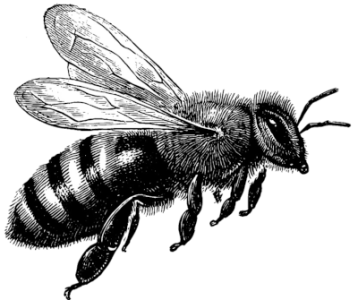 Bee flying